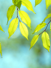新緑のケヤキの葉