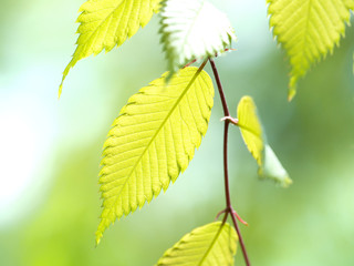 新緑のケヤキの葉