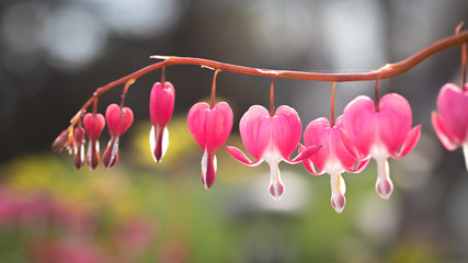 Fototapeta premium pacific bleeding heart