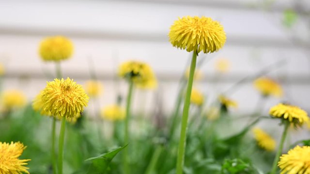 closeup of yellow dandelion weeds growing in lawn
