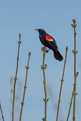 Red winged blackbird perched on tree branch on sunny spring day