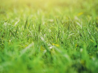 Blurred green grass in the morning ,use for background