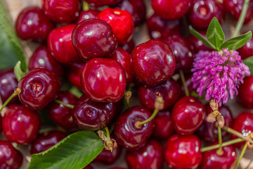 Macro of sweet cherry and clover flower. Red fruits. Blurred natural background. Shallow depth of field.  Copy space. Top view