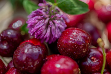 Macro of sweet cherry and clover flower. Red fruits with drops of morning. Blurred natural background with bokeh. Shallow depth of field. Toned image. Copy space. Art photography.