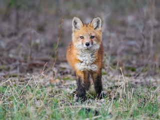 American Red Fox Kit Standing  on the Grass, Portrait