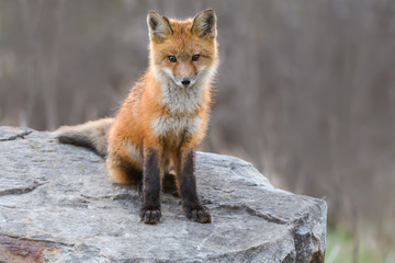 American Red Fox Kit Sitting on the Rock, Portrait