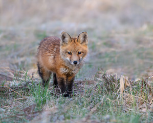 American Red Fox Kit Standing  on the Grass, Portrait