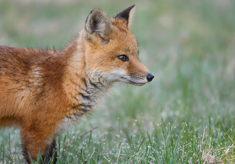American Red Fox Kit , Closeup Portrait