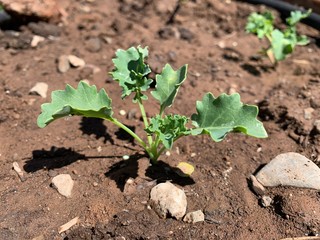 kale seedling in vegetable garden