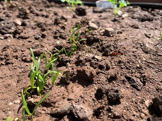 Spinach sprout in a garden