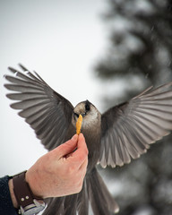 Hand feeding a wild bird in the snow. Taken in the wintertime in Canadas north. 