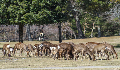 Deer larger herd - Nara Park Japan
