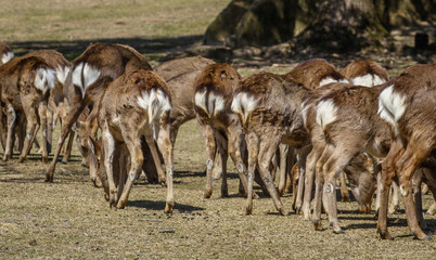 Deer herd - Nara Park Japan