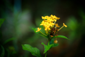 bee on yellow flower