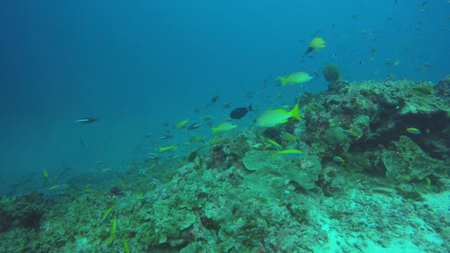 Fish hunting on coral reef. Underwater video of fish in ocean. Trevallies and snappers 