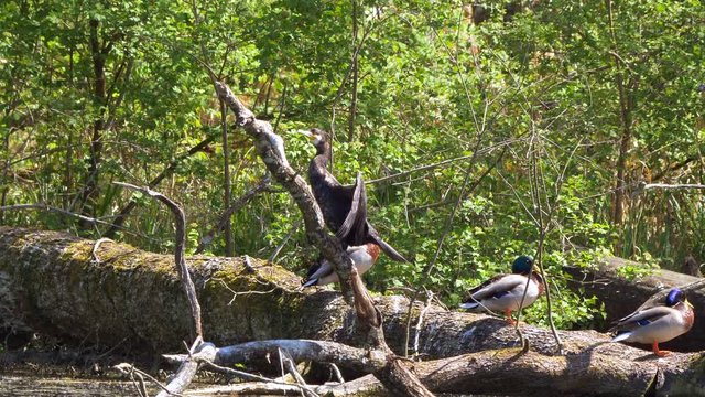 Black comorant and ducks enjoying sunny day on wooden trunk