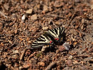 日光浴をするギフチョウ