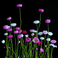 Everlasting Daisies, scientific name of Bracteantha bracteata, isolated against a black background