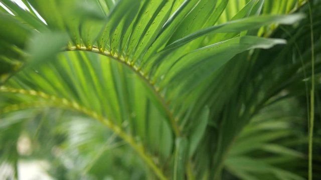 Palm leaves or palm tree in dolly shot. Video 4k Slow motion
