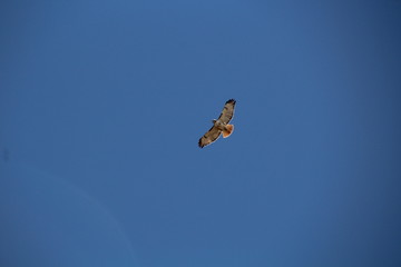 Hawk Flying Over Us, Pylypow Wetlands, Edmonton, Alberta