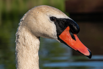 Fototapeta premium Beautiful Swan staring directly into the camera with face view, orange beak. Intensely looking. 
