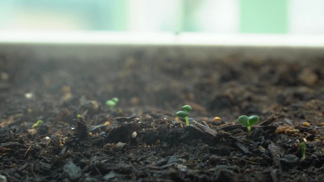 Watering small basil at home balcony