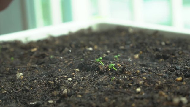 Watering basil sprouts at home