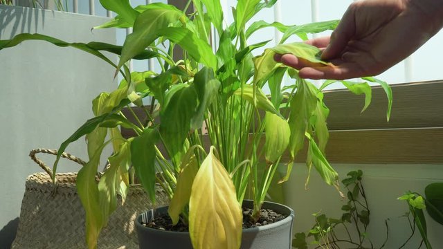 Closeup plant disease, dring leaf. Virus disease on a home plant