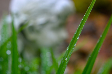 grass with rain drops