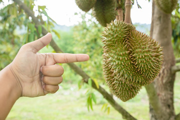 Owner check good quality organic durian hanging on an local farm farm in Thailand. It is the king of famous fruit and has a great flavor with crispy deliciousness. Large and hard-thorned fruit.