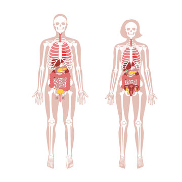 Human woman skeleton and internal organs anatomy