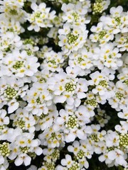 White candytuft flowers blooming in the Spring