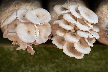 Blossom Pleurotus pulmonarius, home growing vegetables.