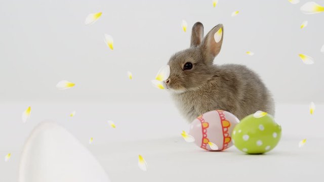 Animation of white and yellow flower petals falling over Easter bunny on white background