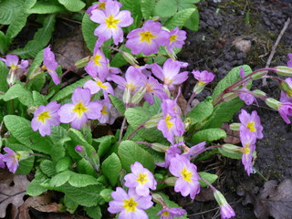 pink flowers in the garden