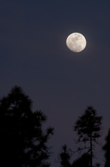 Fototapeta premium Full moon over a forest of Canary island pine Pinus canariensis. Integral Natural Reserve of Inagua. Tejeda. Gran Canaria. Canary Islands. Spain.