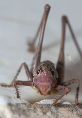 Early stage of development of a southern wartbiter (Decticus albifrons). Cruz de Pajonales. Integral Natural Reserve of Inagua. Tejeda. Gran Canaria. Canary Islands. Spain.