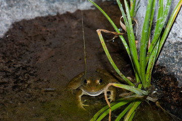 Perez's frog Pelophylax perezi in a pond. The Nublo Rural Park. San Bartolome de Tirajana. Gran Canaria. Canary Islands. Spain.