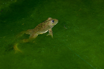 Perez's frog Pelophylax perezi in a pond. The Nublo Rural Park. San Bartolome de Tirajana. Gran Canaria. Canary Islands. Spain.