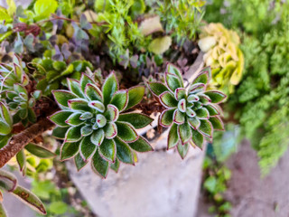 Closeup of an two Echeveria setosa plants or mexican roses