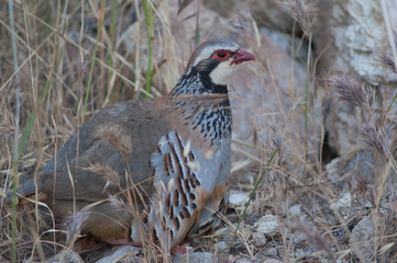 Red-legged partridge Alectoris rufa with their chicks hidden under the plumage. Cruz de Pajonales. Integral Natural Reserve of Inagua. Tejeda. Gran Canaria. Canary Islands. Spain.