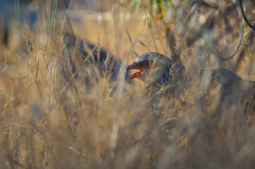 Red-legged partridge Alectoris rufa calling hidden in the vegetation. Cruz de Pajonales. Integral...