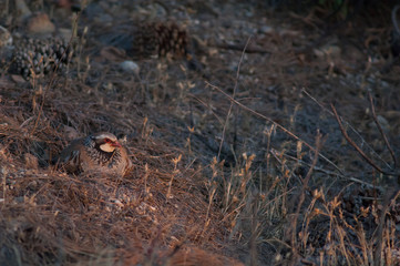 Red-legged partridge Alectoris rufa resting. Cruz de Pajonales. Integral Natural Reserve of Inagua. Tejeda. Gran Canaria. Canary Islands. Spain.