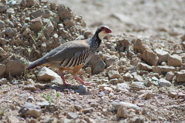 Red-legged partridge Alectoris rufa calling to their chicks. Cruz de Pajonales. Integral Natural Reserve of Inagua. Tejeda. Gran Canaria. Canary Islands. Spain.