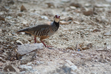 Red-legged partridge Alectoris rufa. Cruz de Pajonales. Integral Natural Reserve of Inagua. Tejeda. Gran Canaria. Canary Islands. Spain.
