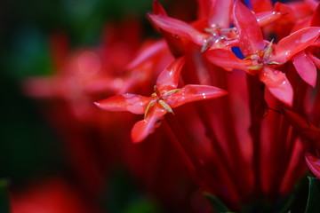 tiny red flower , macro flower with dewdrop for background