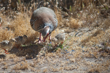 Female and chicks of red-legged partridges Alectoris rufa searching for food. Cruz de Pajonales. Integral Natural Reserve of Inagua. Tejeda. Gran Canaria. Canary Islands. Spain.
