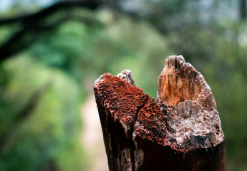 Wood in landscape