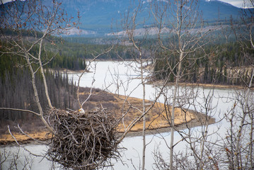A mother bald eagle sitting on her nest in the springtime in Canadas north, Yukon Territory. Nesting beside the Yukon River in huge, bird made structure. 