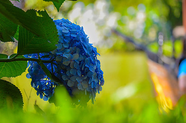 Grande Hortência azul em um parque.